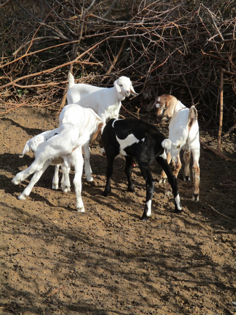 Goats (but these are not the ones taken from Sankau!)
